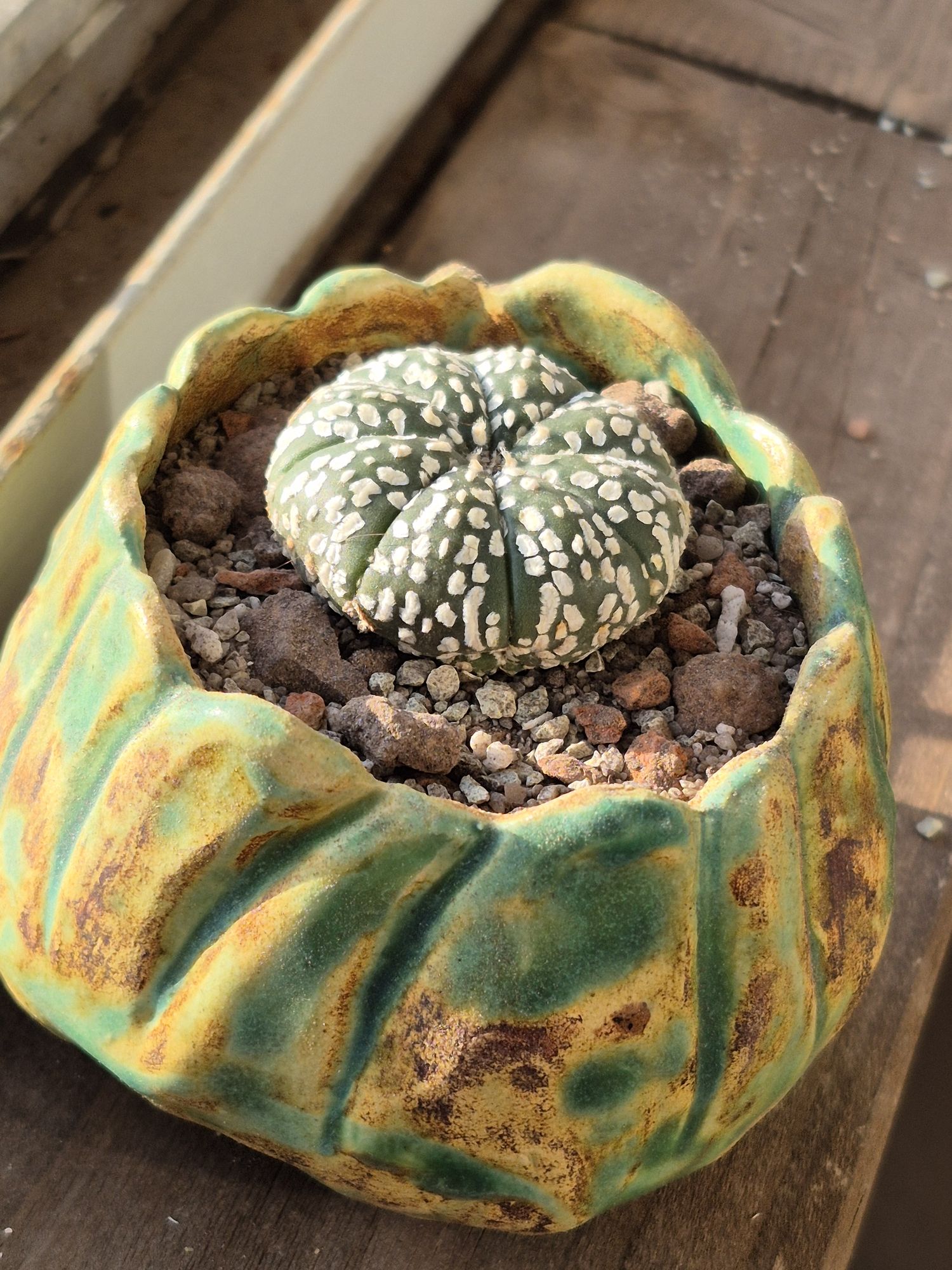 A small flat sea urchin cactus with eight ribs speckled in white wool, in a green glazed pot on a wooden sill.