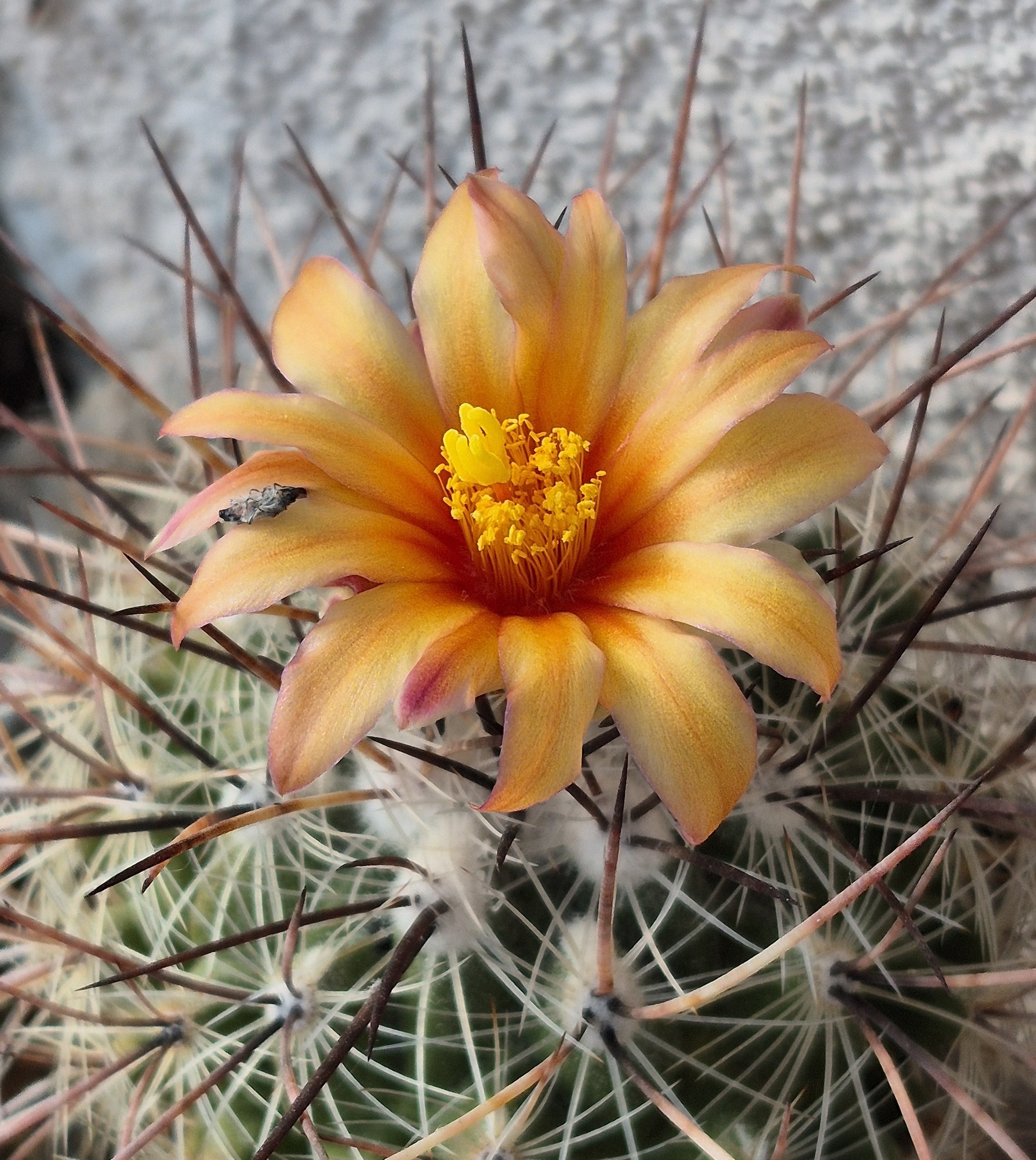 A Thelocactus conothelos subsp. aurantiacus covered in glassy white and brown spines, with a large orange-yellow flower open at the top.