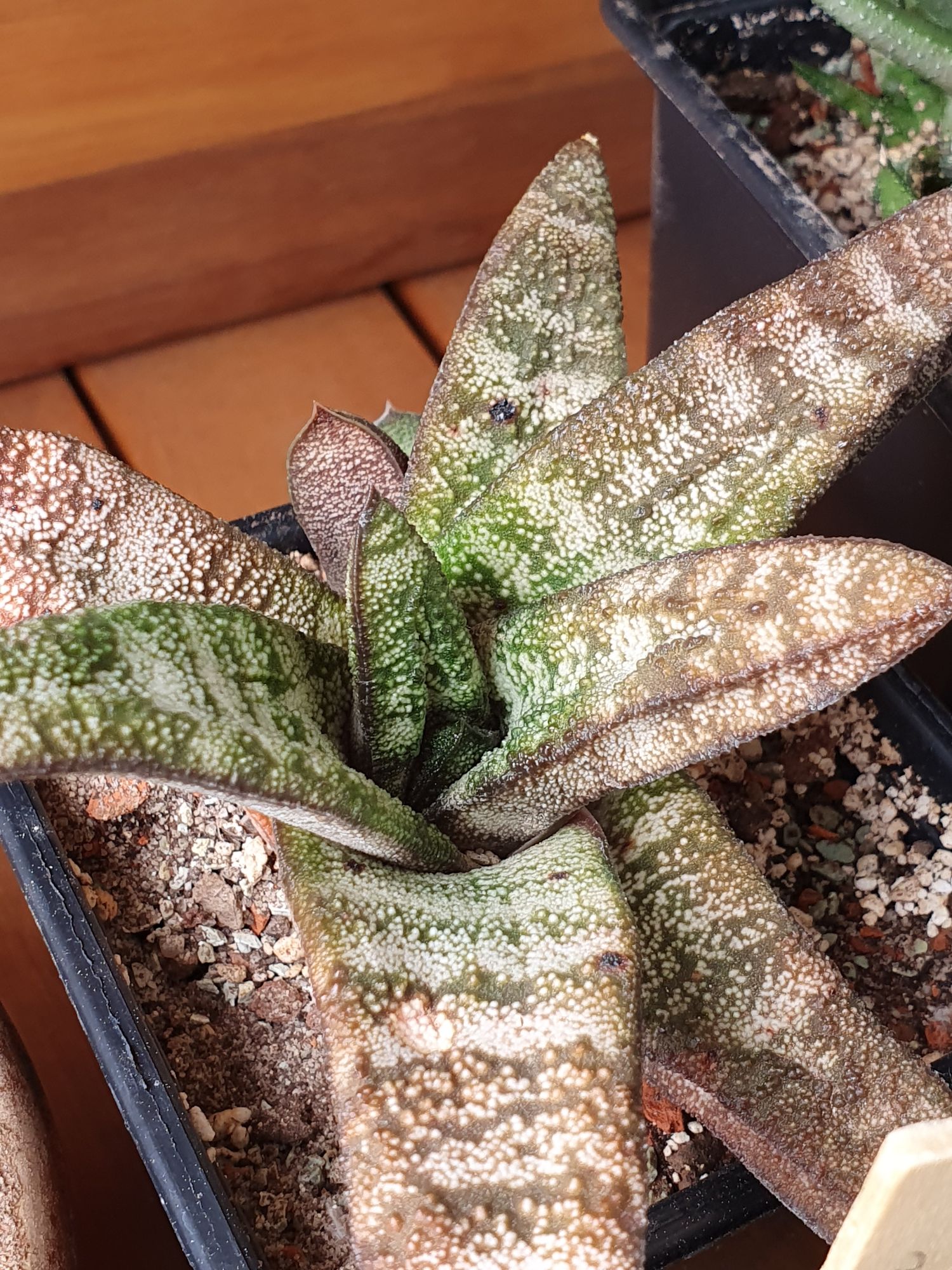 A Gasteria batesiana rosette of narrow, triangular leaves covered in rough white dots and bands, flushed pink and green, in a black pot.