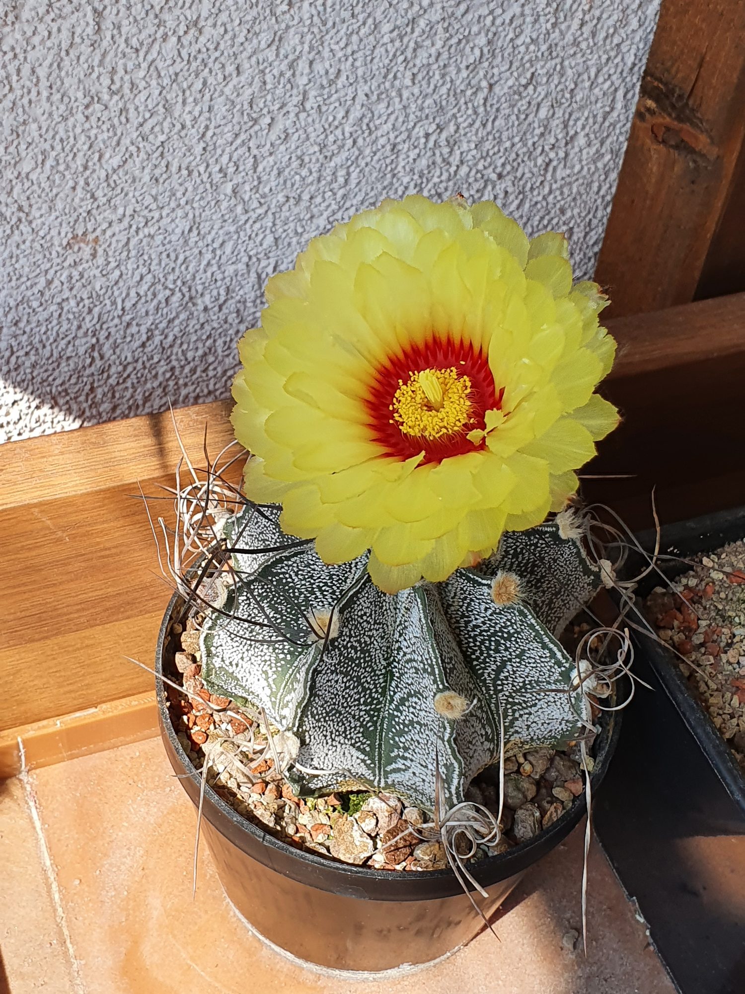 A grey Astrophytum capricorne flecked with white, wrapped in long twisted spines, under one big yellow flower with a red centre.
