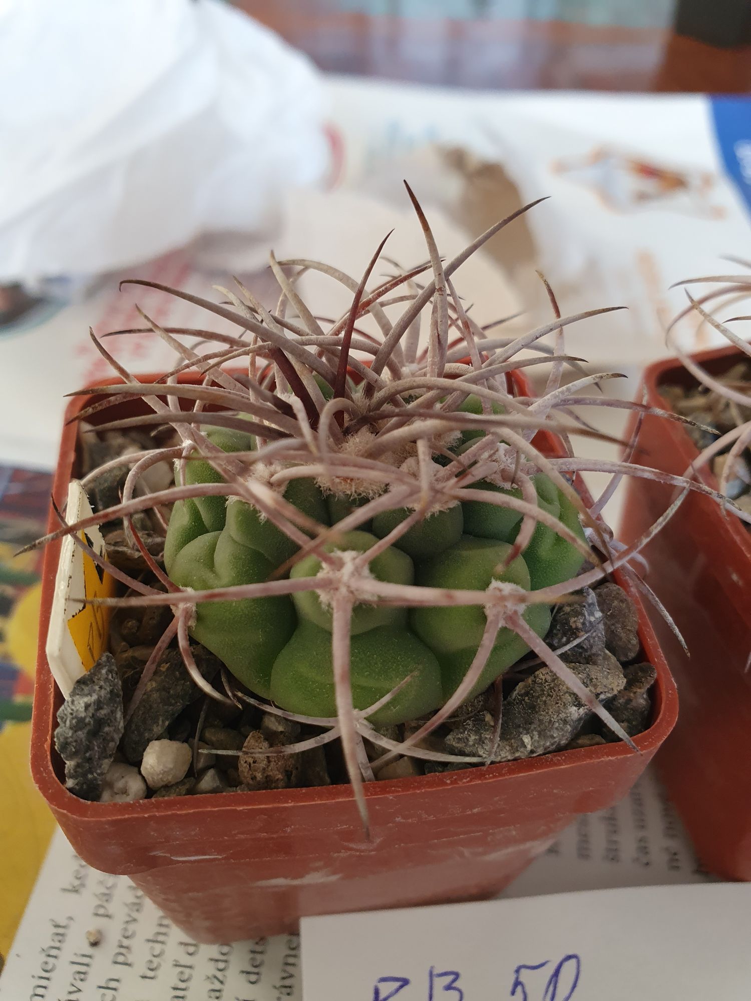 A green Gymnocalycium castellanosii with long pale curving spines, in a terracotta pot on newspaper.