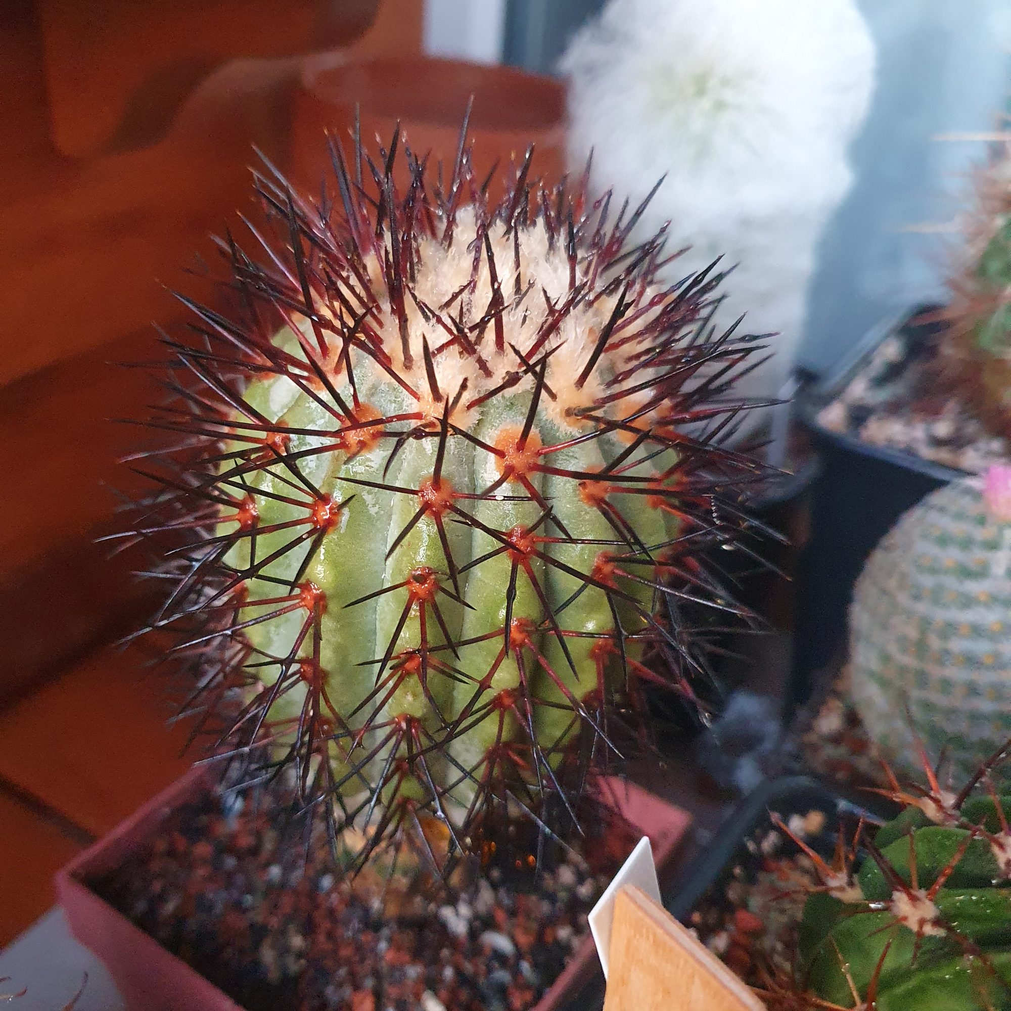 A young Copiapoa cinerea, a green ribbed column with a cap of cream wool and long black spines, among other pots on a shelf.