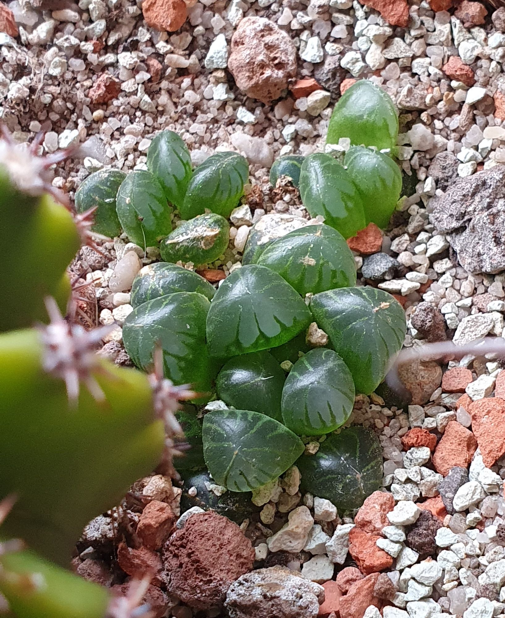 A low clump of Haworthia cooperi with plump, glassy green leaves, their tips like little windows, growing in pink and white gravel.