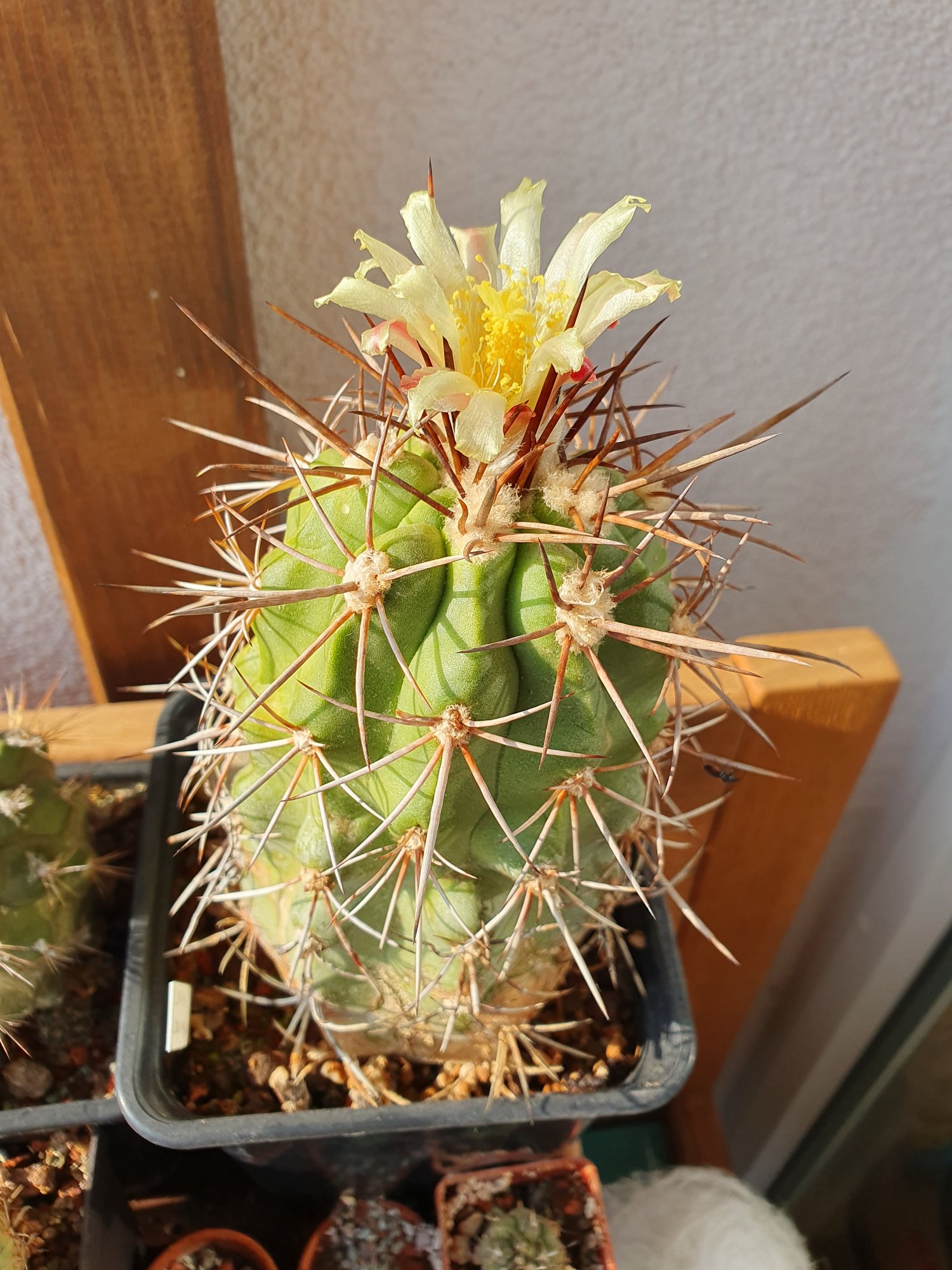 A green, ribbed Copiapoa coquimbana head with pale and dark spines and a cream-yellow flower at the top, against a white wall.