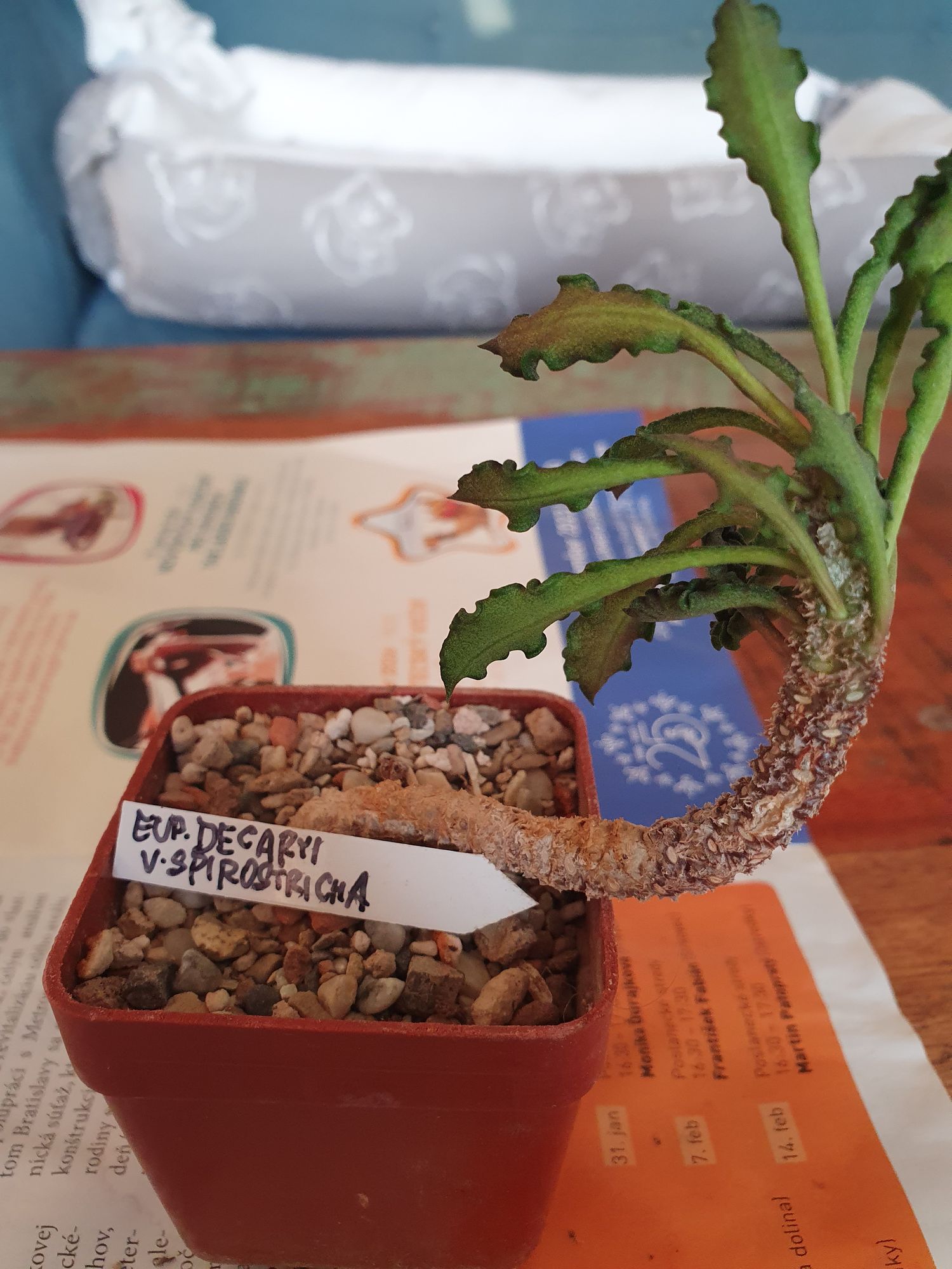 A Euphorbia decaryi with a curving stem and a rosette of wavy, crinkled green leaves, in a small red pot labelled Eup. decaryi v. spirosticha.