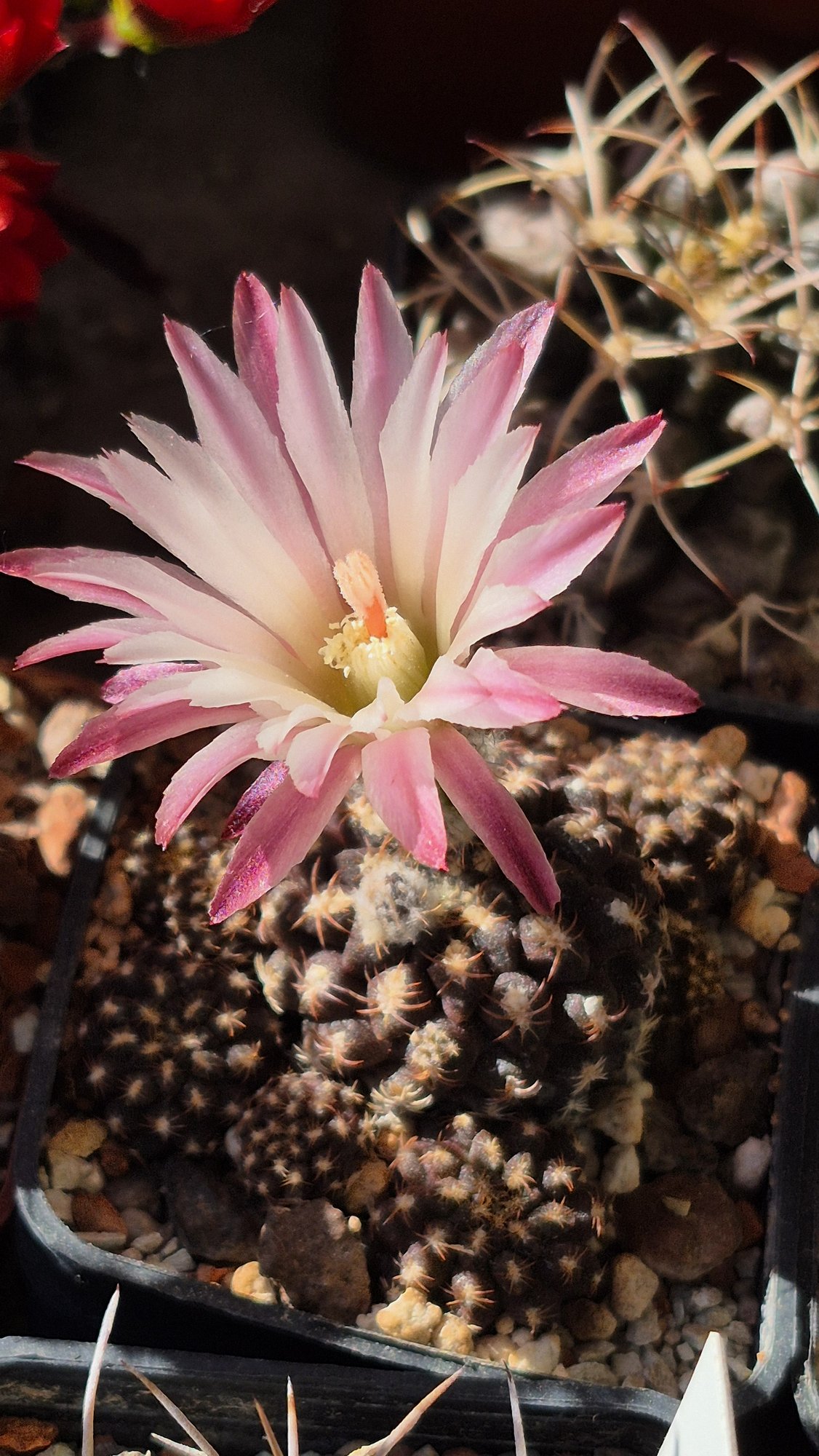 A tiny dark brown Eriosyce esmeraldana covered in round tubercles, under a big pale pink flower with darker stripes.