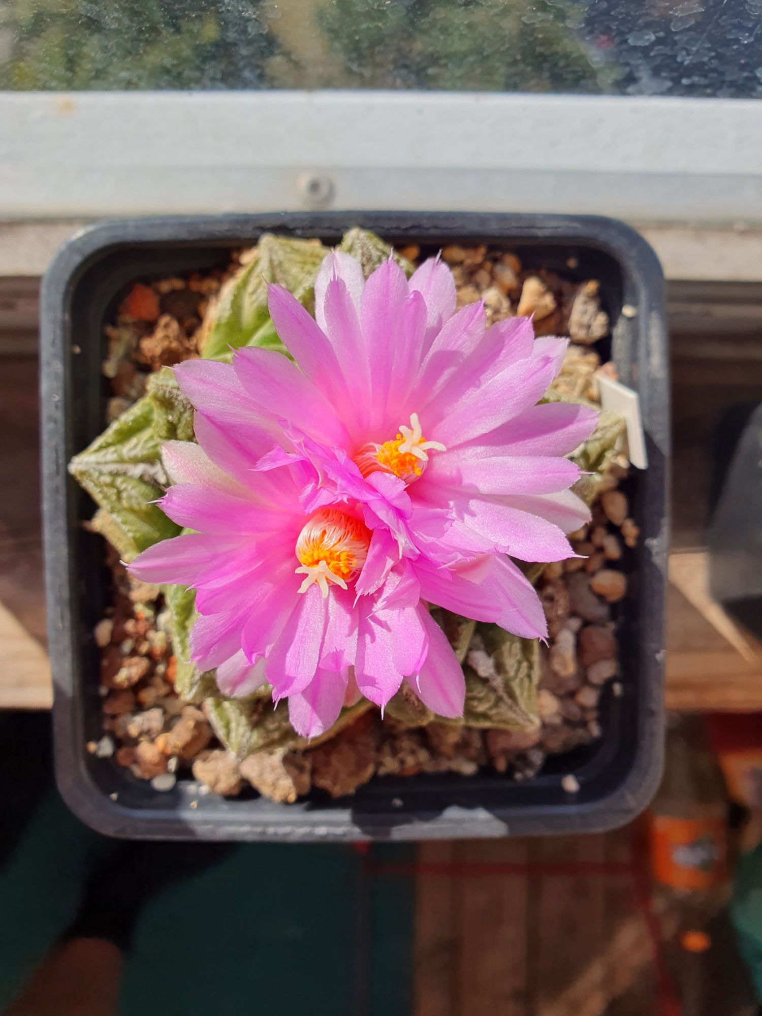 A flat Ariocarpus fissuratus with cracked, triangular tubercles, almost hidden under two wide pink flowers, seen from above in a black pot.