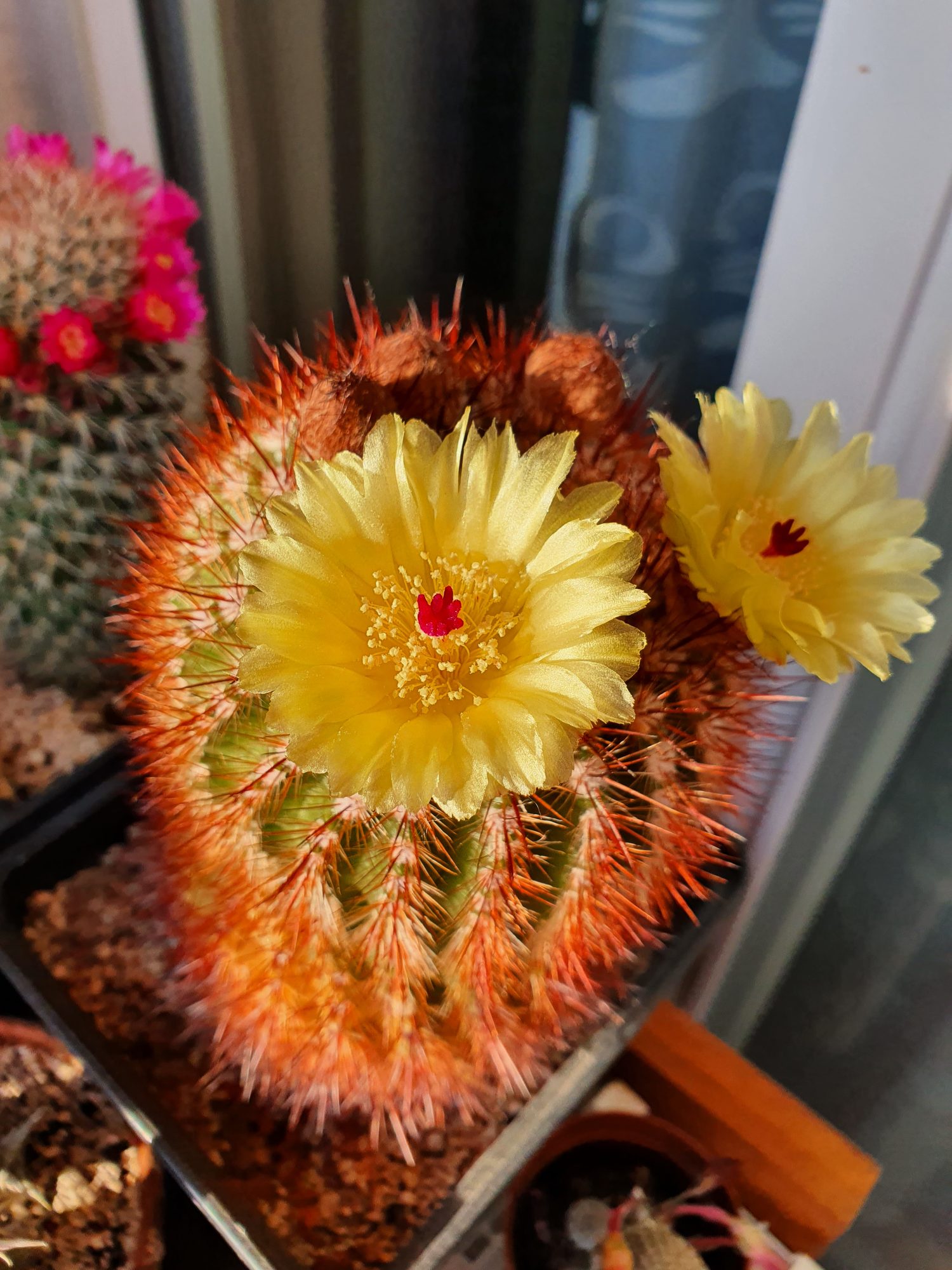 A round Notocactus floricomus var. rubrispinus glowing with dense orange-red spines, two large lemon-yellow flowers with red centres open on top.