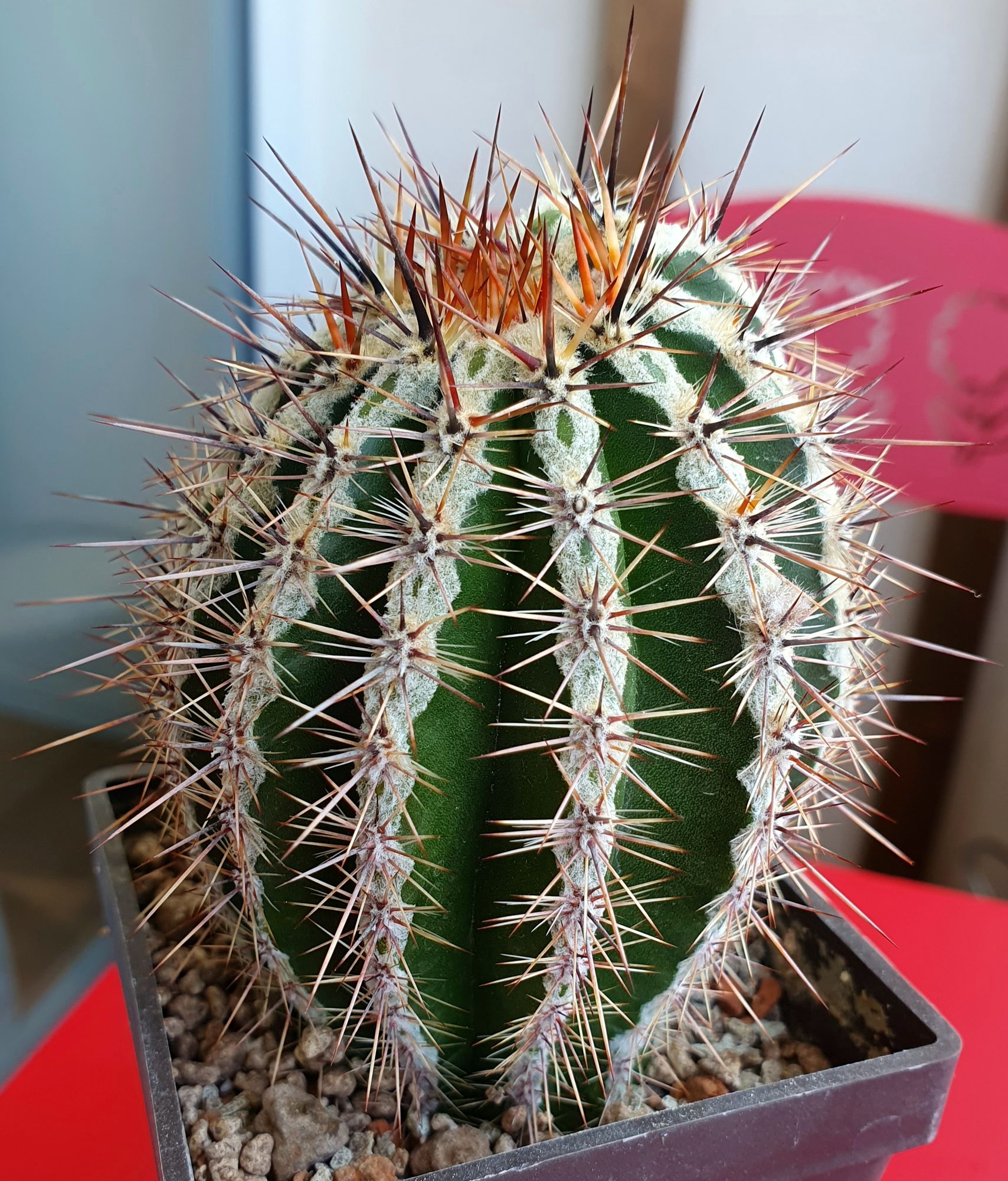 A round, dark green Echinopsis ‘Haku-jo’ with deep ribs, each rib edged by a white felt stripe and pale spines, with a tuft of red-brown spines on top.