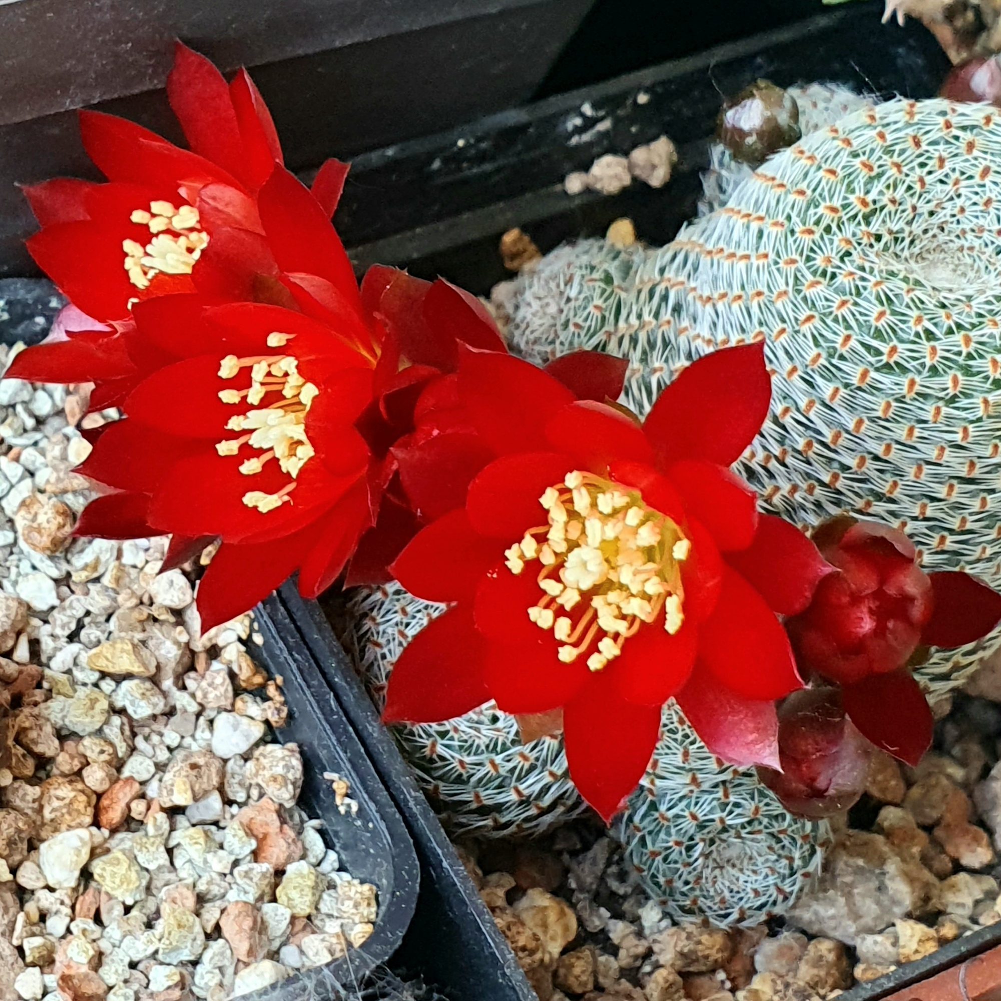 A clump of tiny Aylostera heliosa heads covered in short white comb-like spines, with five bright red flowers open beside them.