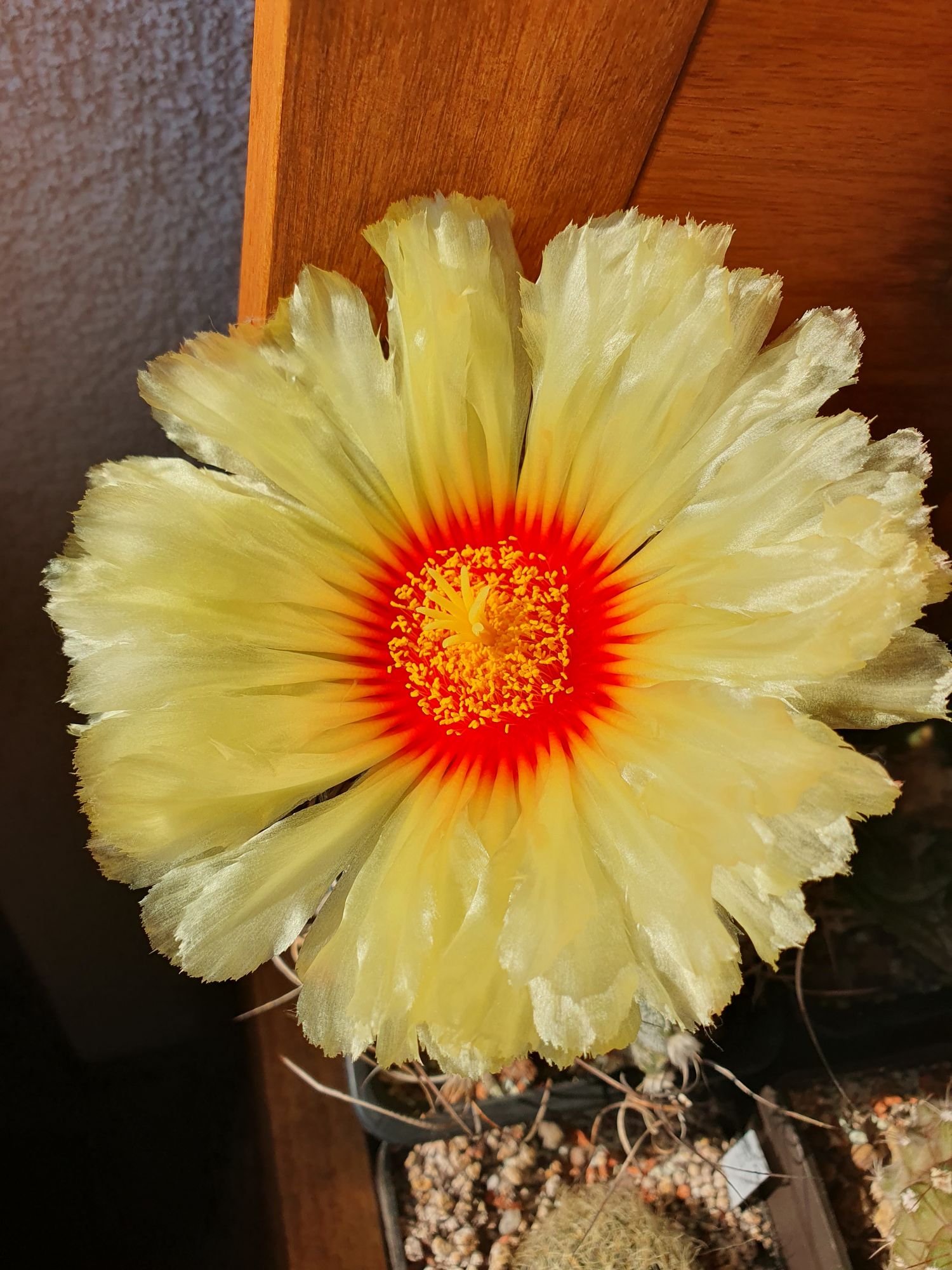 A wide pale yellow Astrophytum flower with a red centre, open above the plant on a balcony shelf.