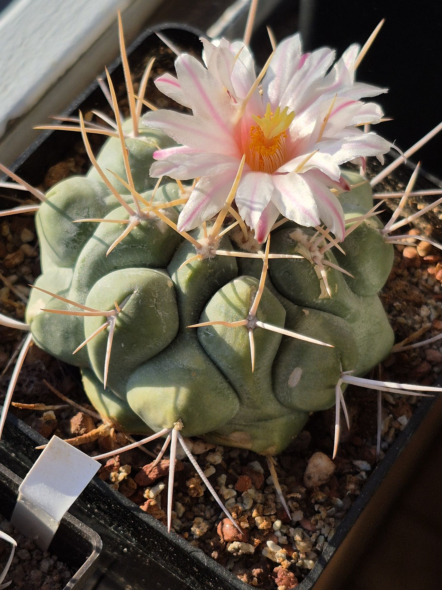 A blue-grey Thelocactus hexaedrophorus built of rounded six-sided tubercles with stiff pale spines, a white and pink striped flower open on top.