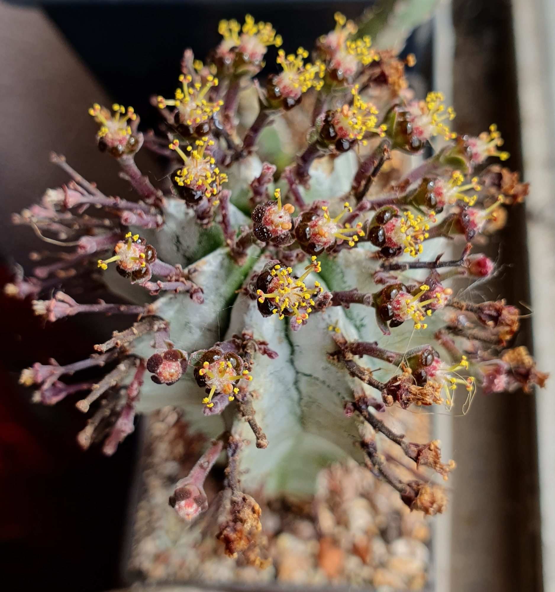 A blue-grey ribbed Euphorbia horrida seen from above, its top crowded with tiny dark red flowers on stalks with yellow pollen.
