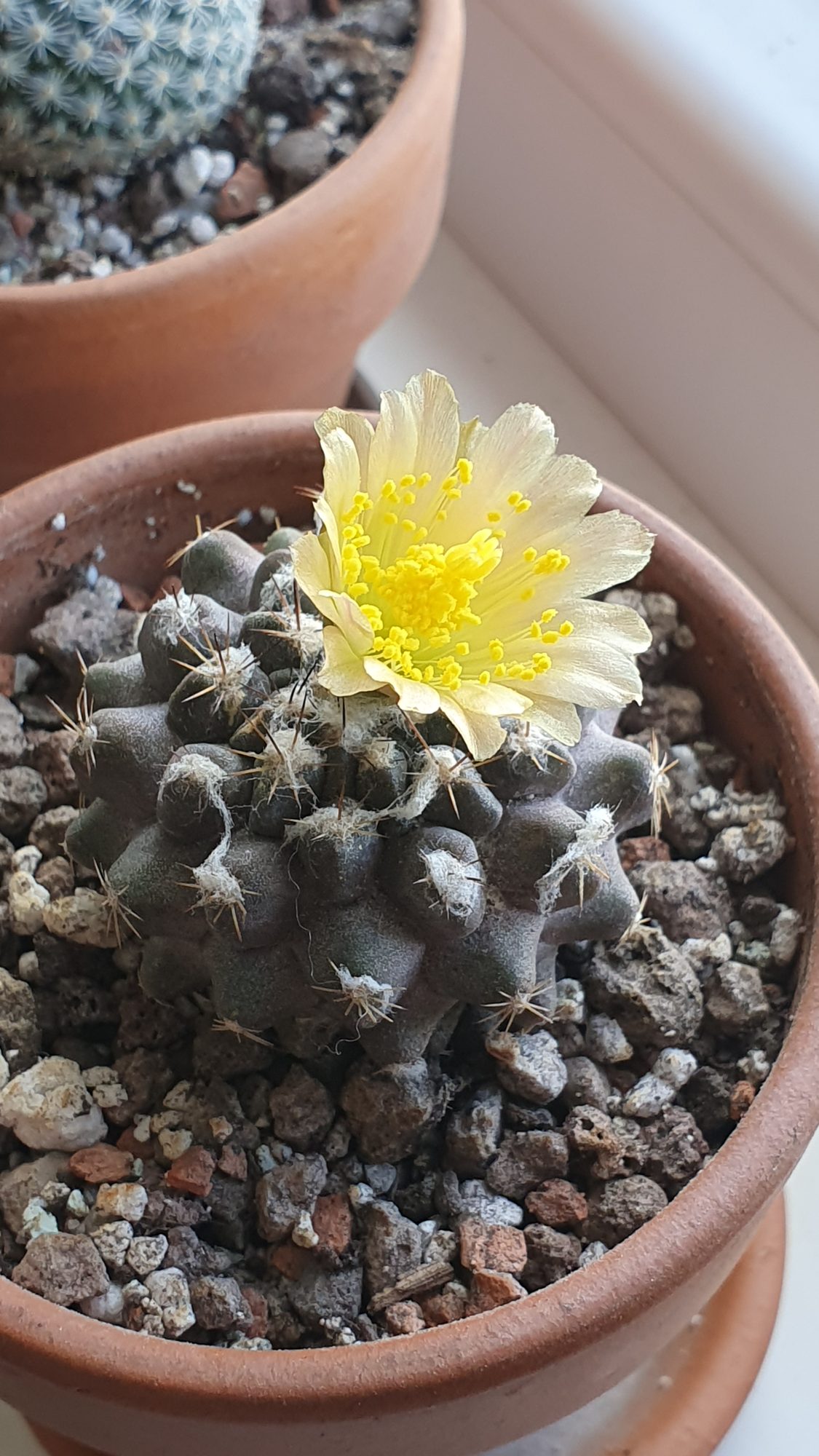 A small dark grey-brown Copiapoa humilis with knobbly tubercles and short spines, a pale yellow flower open on top, in a terracotta pot.