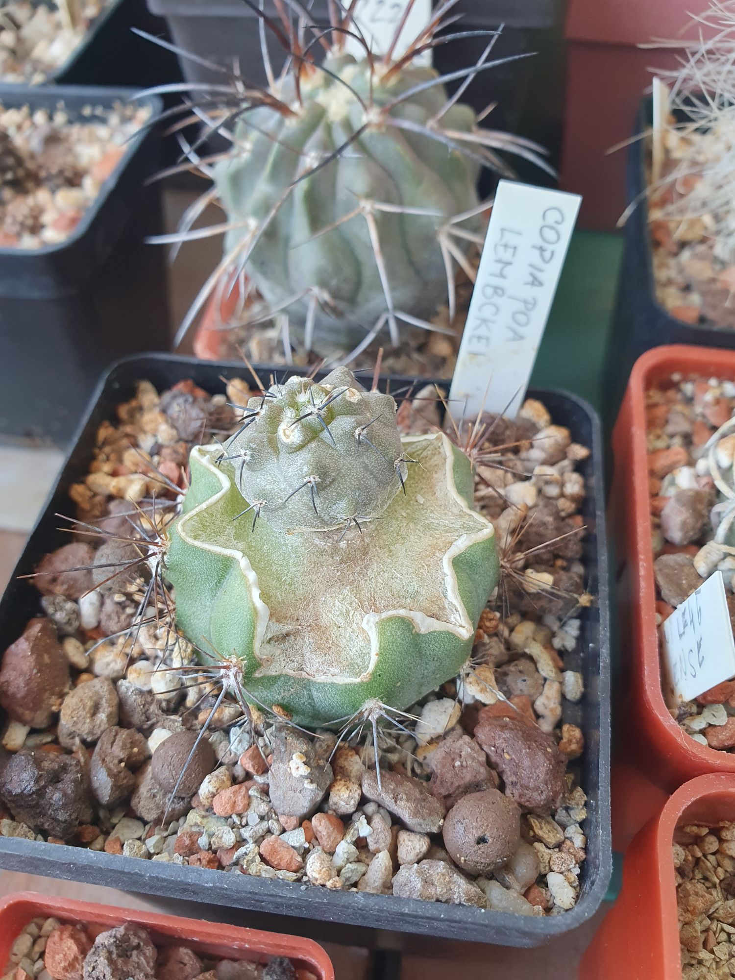 A small grey-green Copiapoa lembckei grafted onto a green rootstock, in a black pot with its name label.