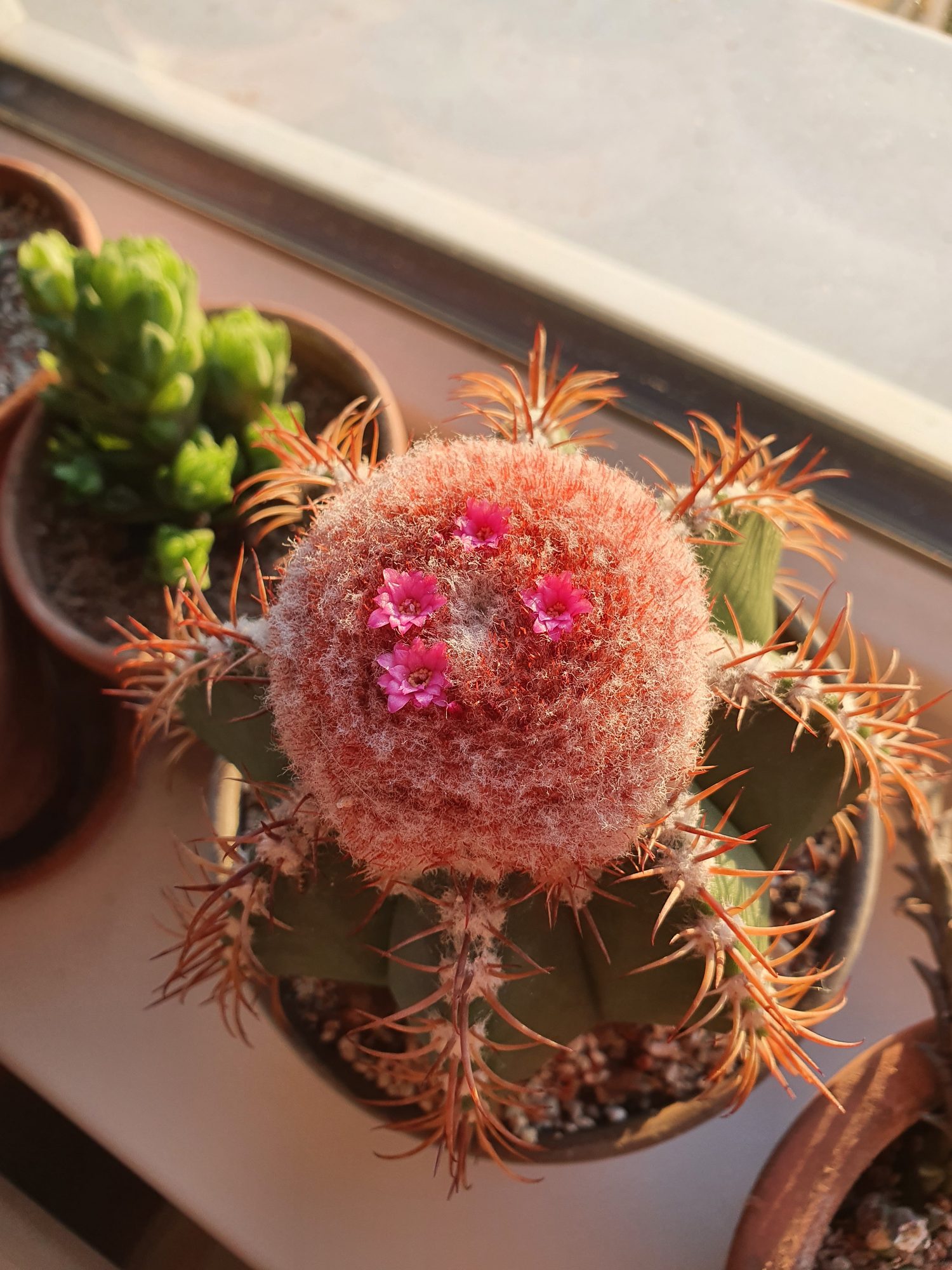 A small green Melocactus matanzanus topped with a round woolly cap of orange-red bristles, small pink flowers poking out of it.