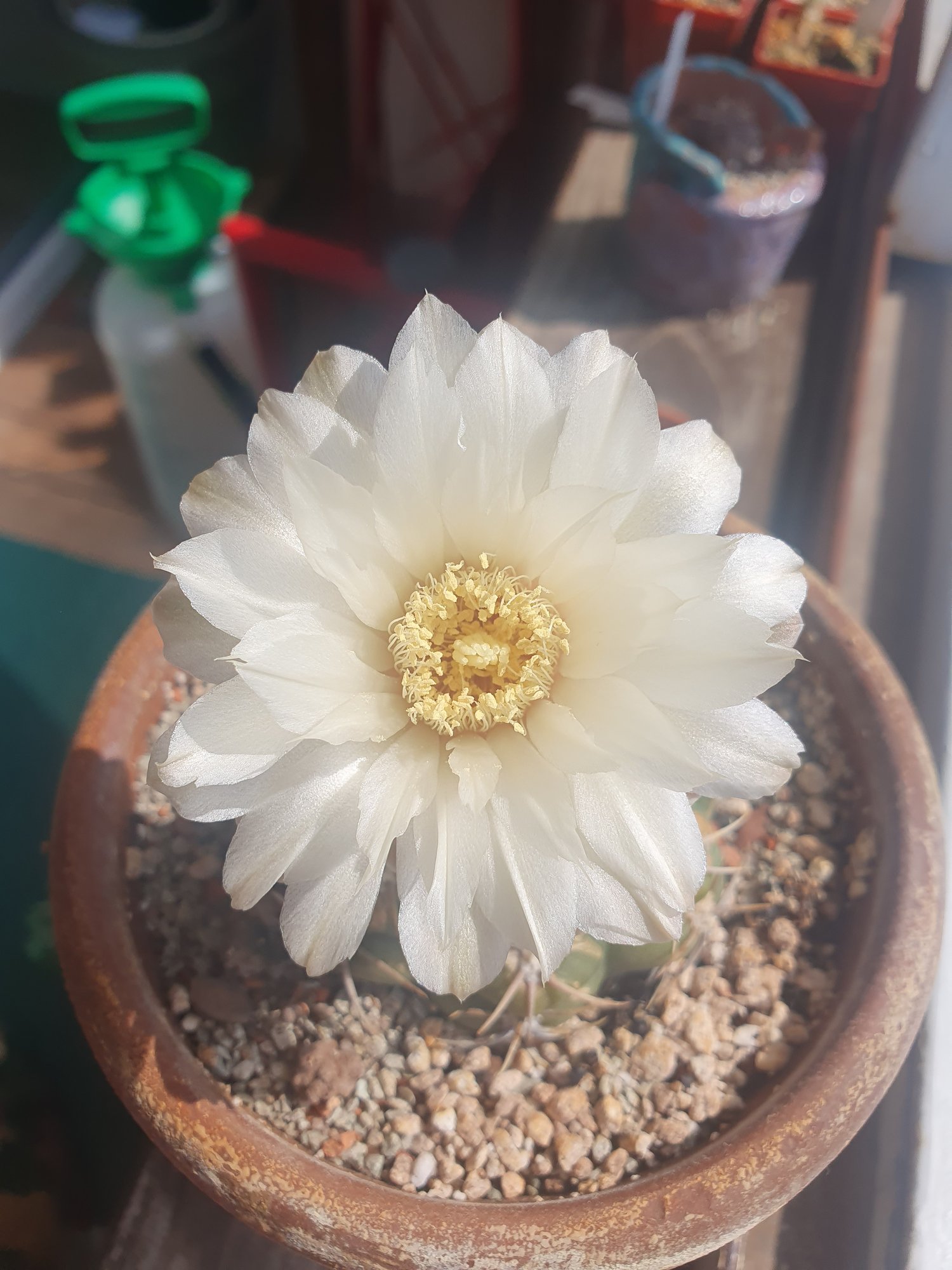 A Gymnocalycium megalothelon almost hidden under one large white flower with a cream-yellow centre, in a round brown clay pot.