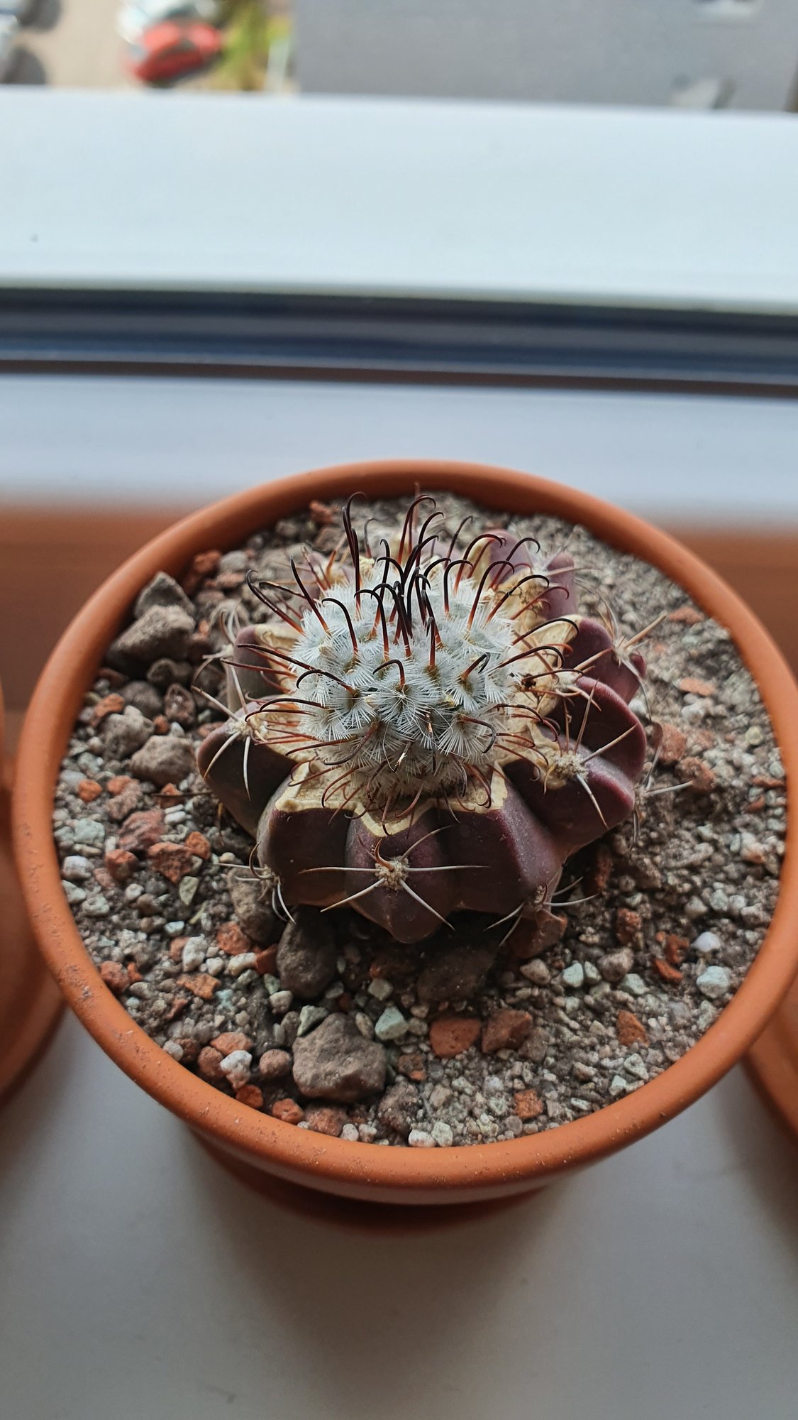 A small Mammillaria perezdelarosae head of white lacy spines and dark hooked centrals, grafted on a dark purple ribbed stock, in a terracotta pot on a window sill.