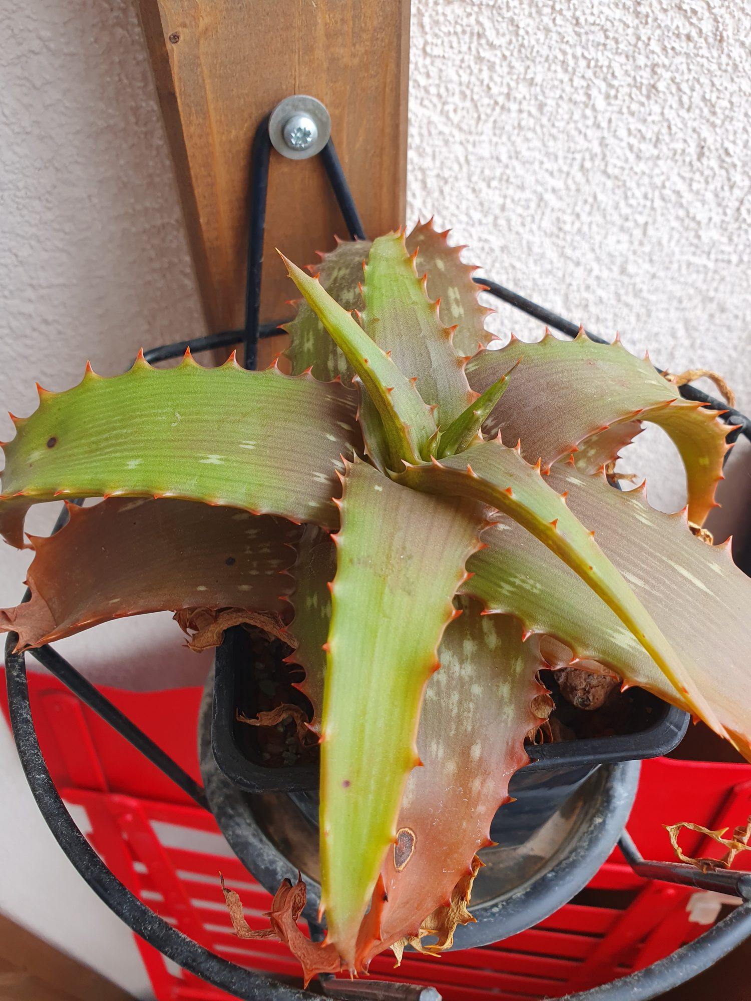 An Aloe petrophila rosette of thick triangular leaves with toothed edges and pale streaks, flushed red-bronze at the tips, in a hanging pot on a balcony.