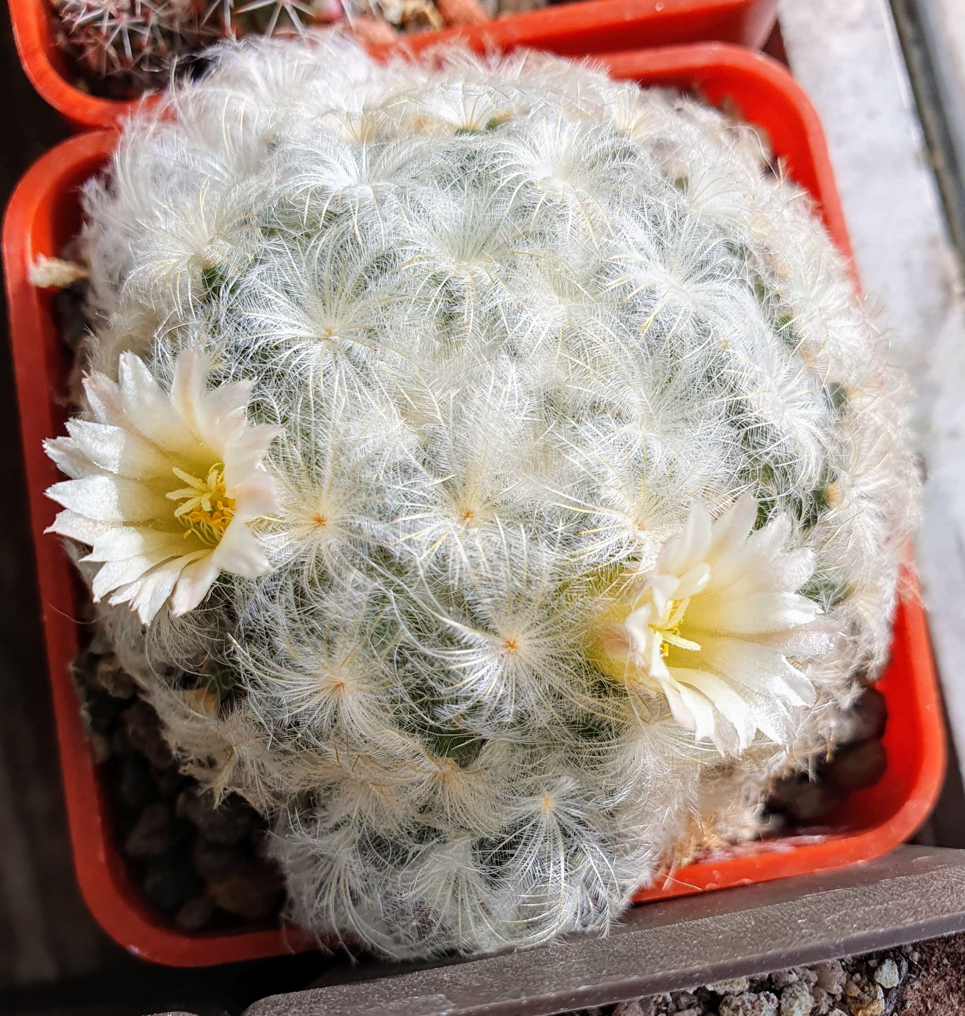 A mound of feather cactus heads covered in soft white spines, with two cream flowers open.