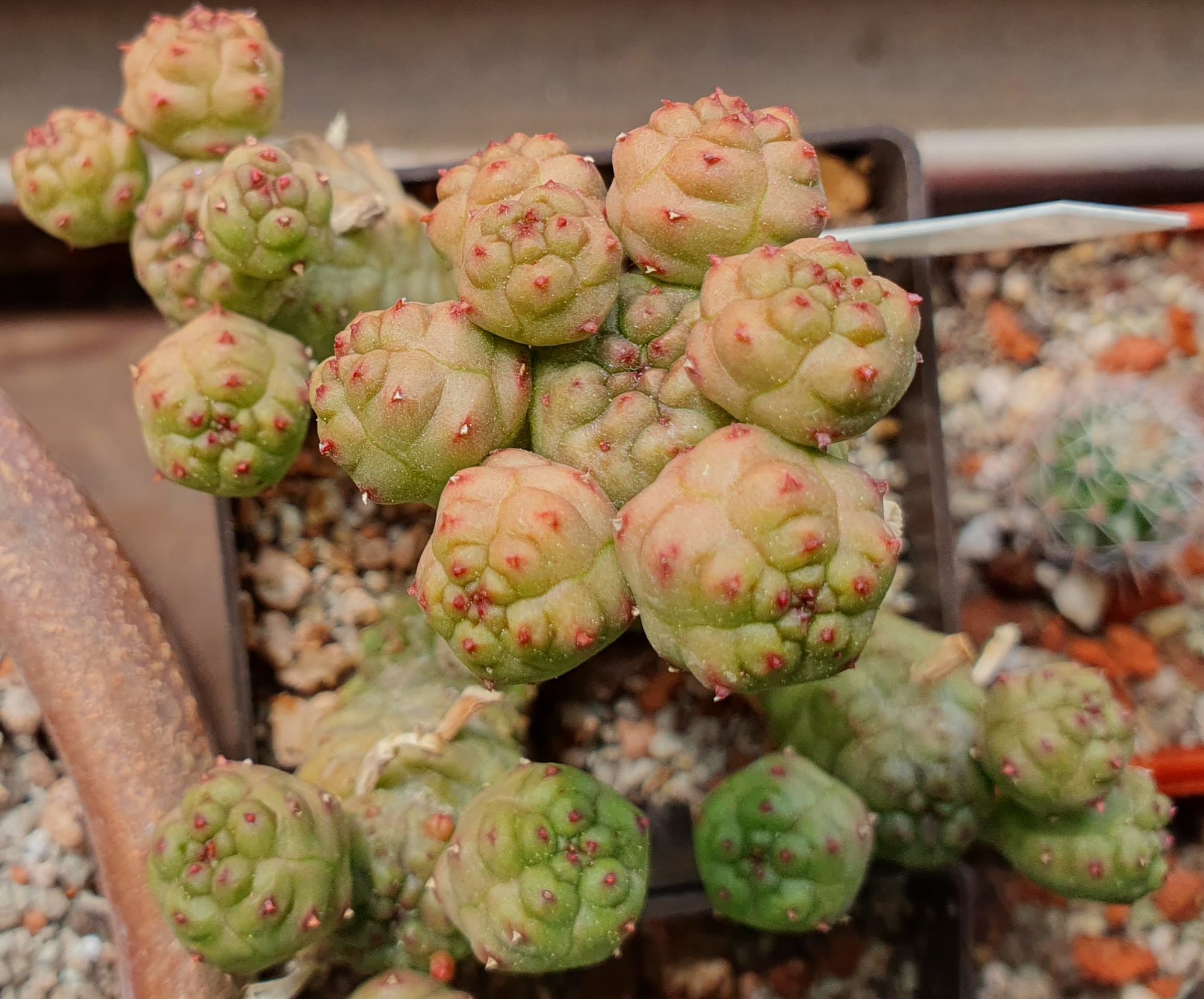 A clump of Euphorbia pseudoglobosa: stacked green balls covered in knobs with pinkish tips, in gravel.