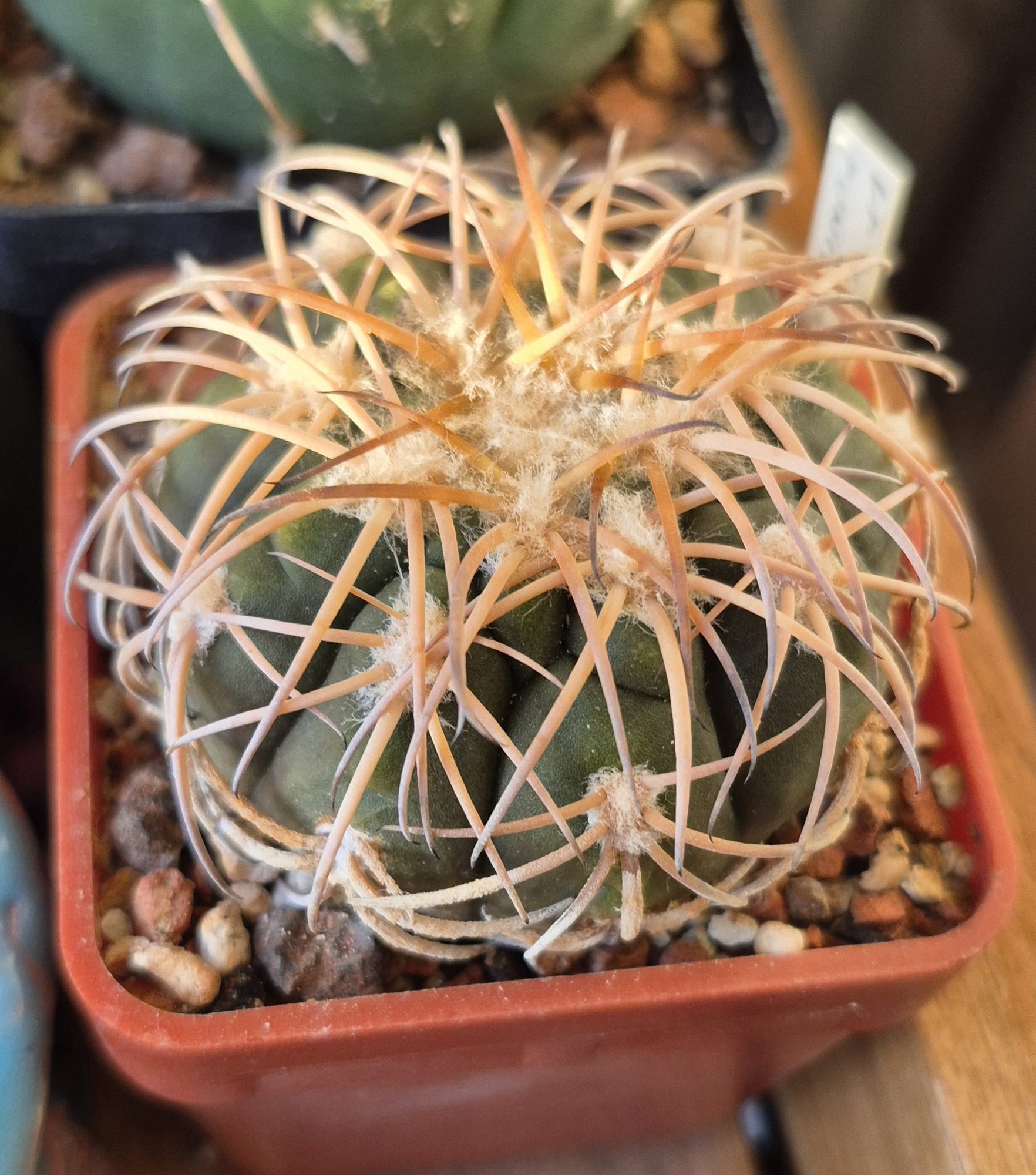 A Gymnocalycium spegazzinii var. punillense almost hidden under long pale, curving spines that bend over its grey-green body, in a square terracotta pot.