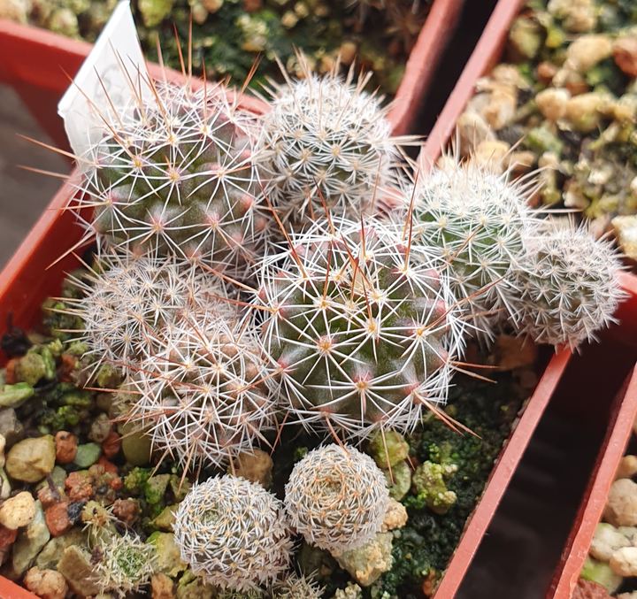 A close-up of a clump of small round seedlings covered in white spines, in a red pot.