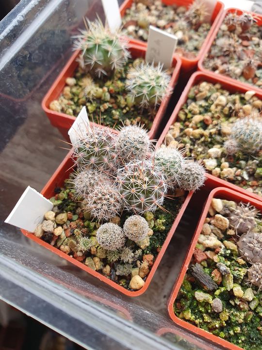 A tray of red pots with labels; in one, a cluster of young white-spined seedlings.