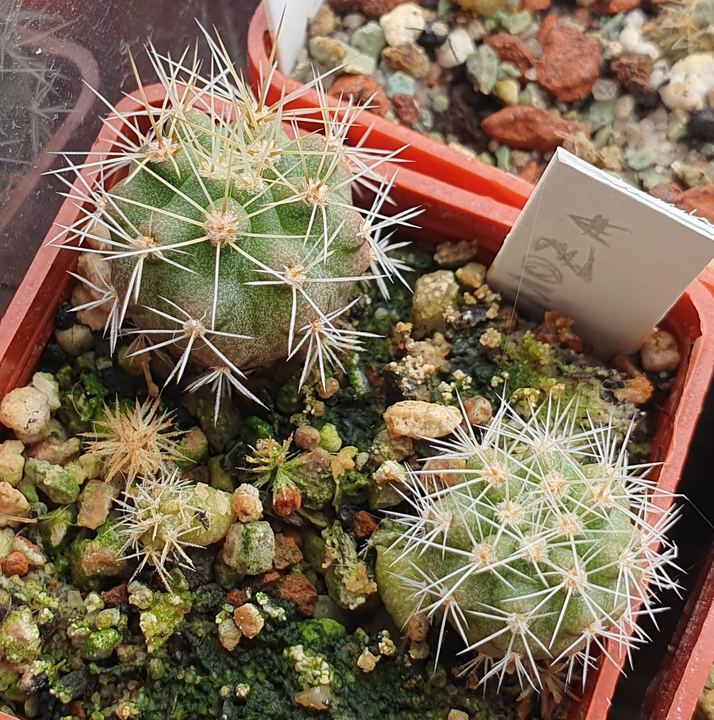 Two green seedlings with yellow spines and many tiny ones in mossy grit, beside a label.
