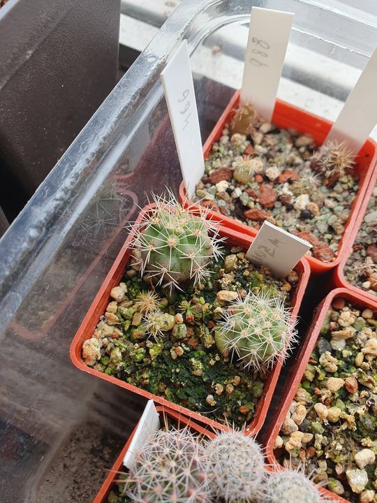 A red pot of small green spiny seedlings behind the plastic lid of a tray.