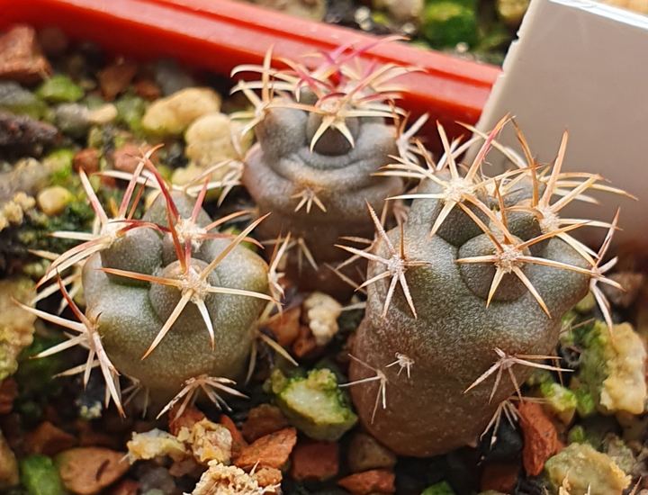 Three grey-brown seedlings with pale curved spines, one notched in the middle.