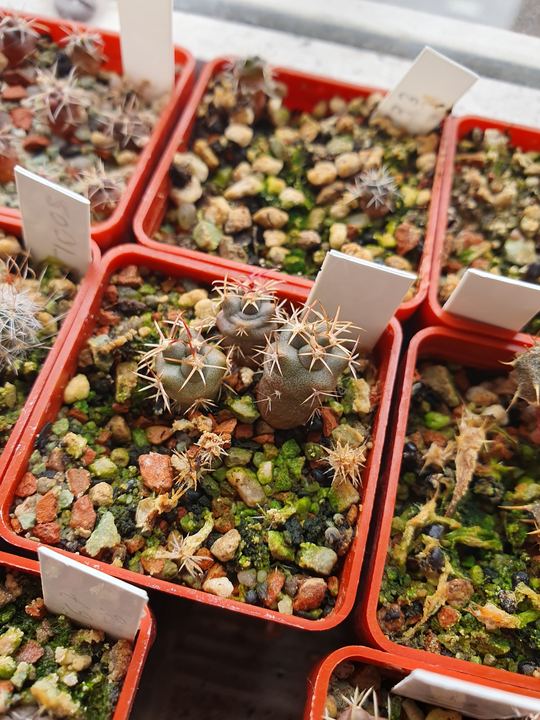 A tray of red pots with labels, small grey seedlings in the middle one.