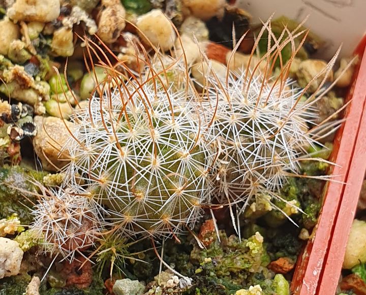 A long clump of young seedlings with fine white and brown spines.