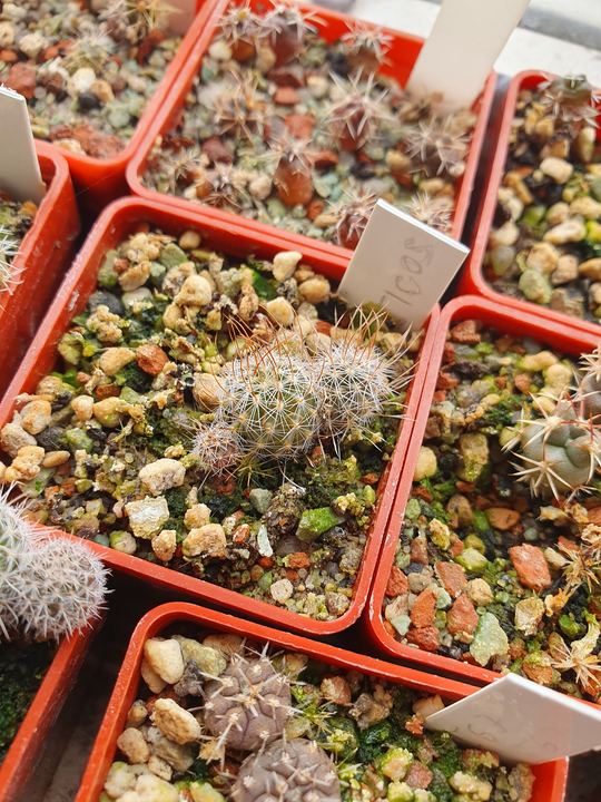 Several red pots of young seedlings, each with a white label.