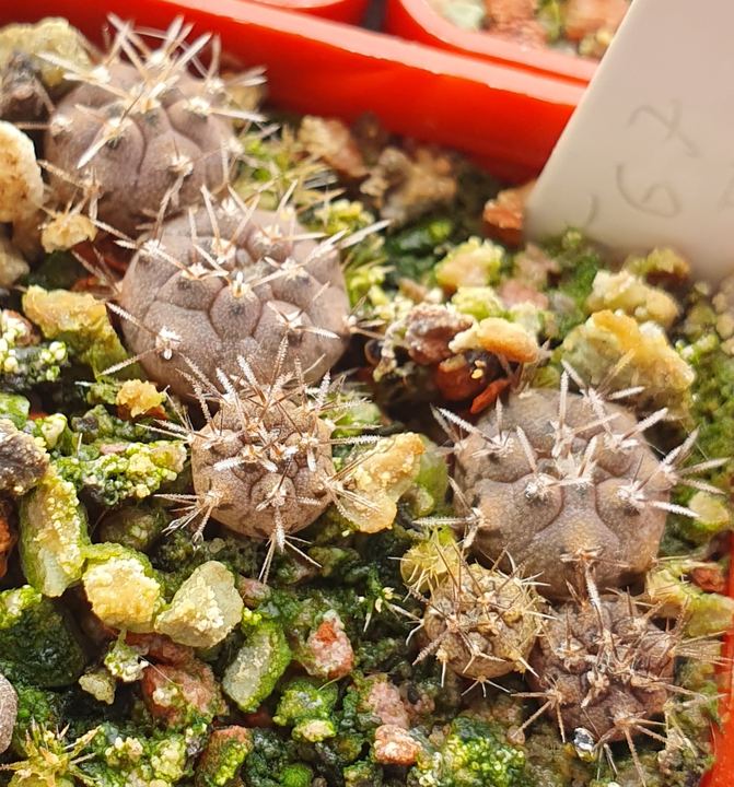 A handful of grey-purple seedlings with short spines among green and yellow grit.