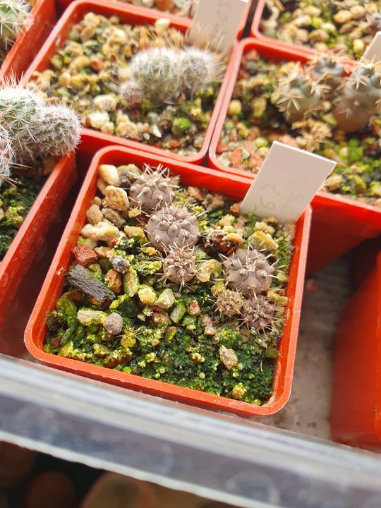 A red pot of small grey seedlings inside a propagator.