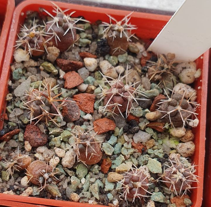 Dozens of tiny dark seedlings with spidery spines in fine grit.