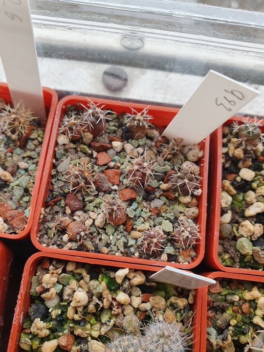 A tray of pots full of tiny spiny seedlings, a label in front.
