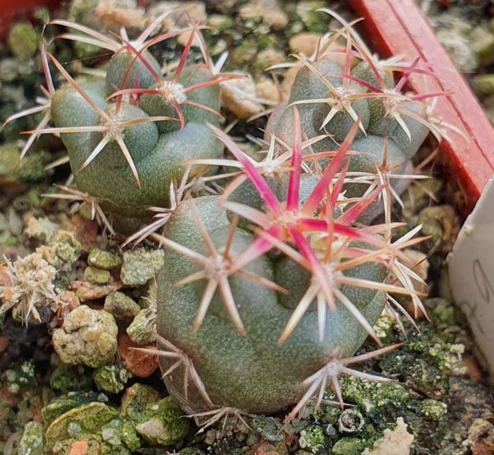 Blue-green seedlings, one with a bright pink-red star of new spines.