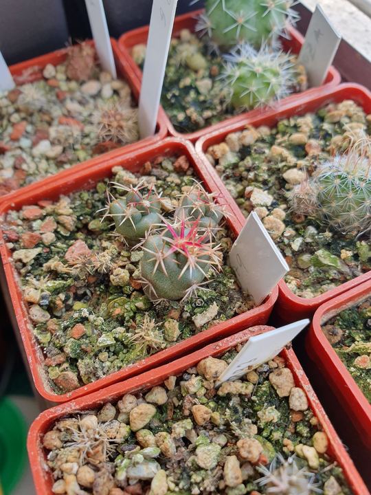 Red pots seen from above; one seedling shows pink spines.