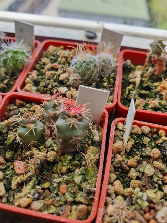 A tray of red pots with labels, two small seedlings with pink spines in front.