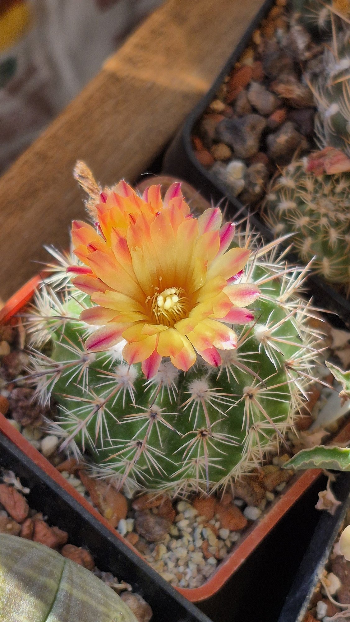 A green ribbed Parodia slabana globe with white spines and one wide yellow flower edged in pink-red, in a terracotta-coloured pot.