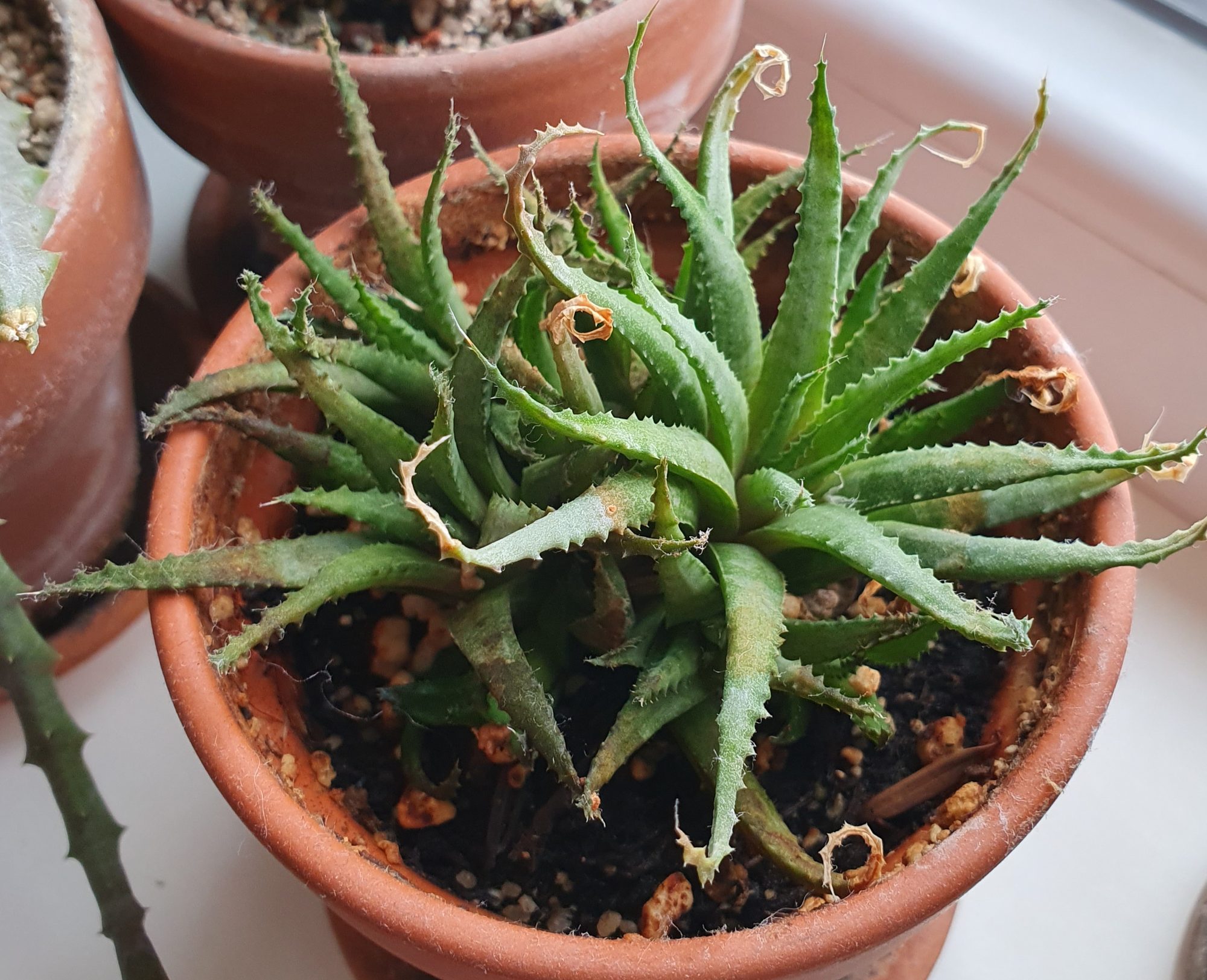 A clump of narrow, tapering grey-green Haworthia leaves with fine pale teeth on the edges and a few dry curled tips, in a terracotta pot.