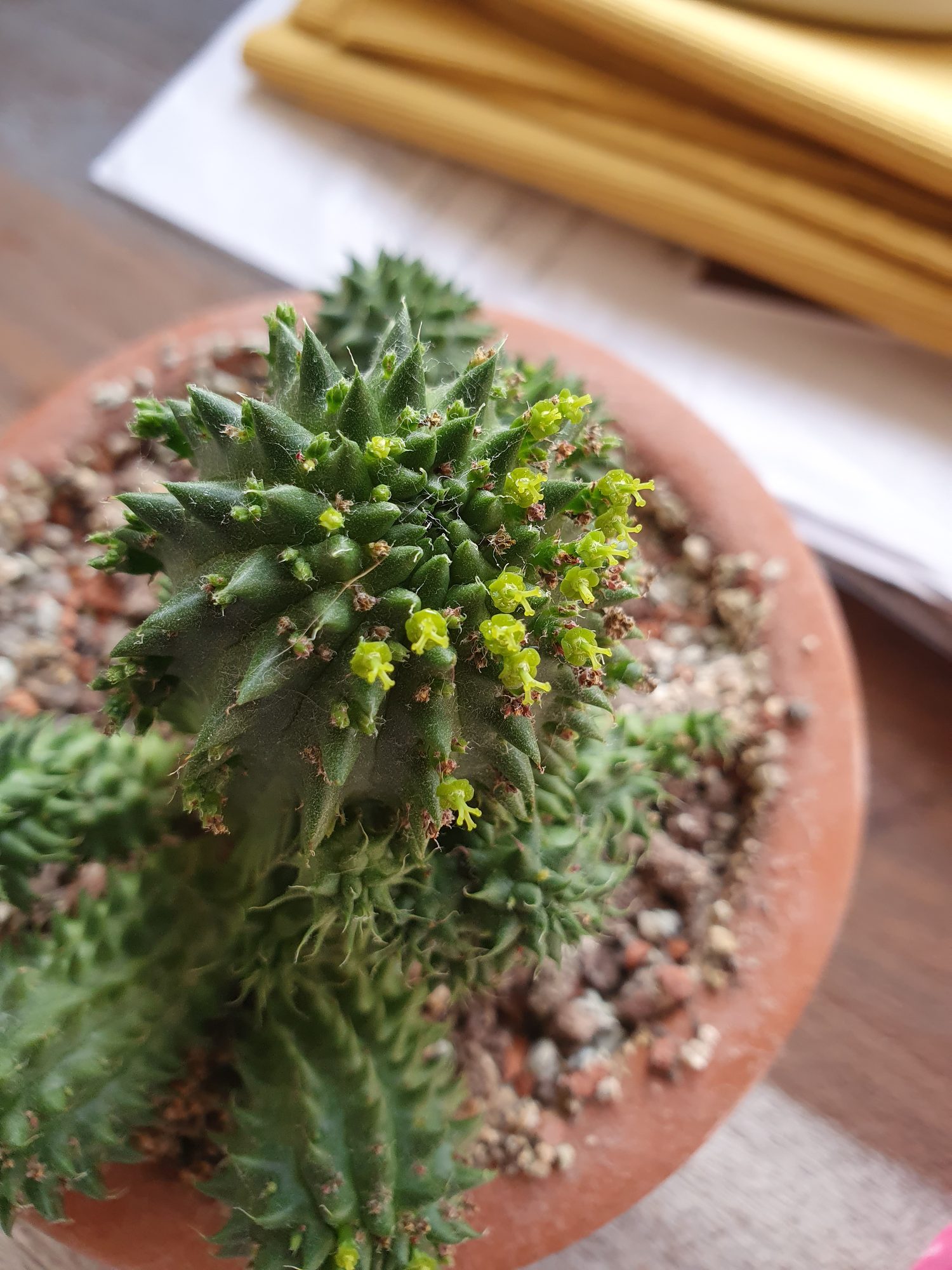 A green Euphorbia susannae covered in soft fleshy tubercles, small yellow-green flowers at its tip, with offsets around the base in a terracotta pot.