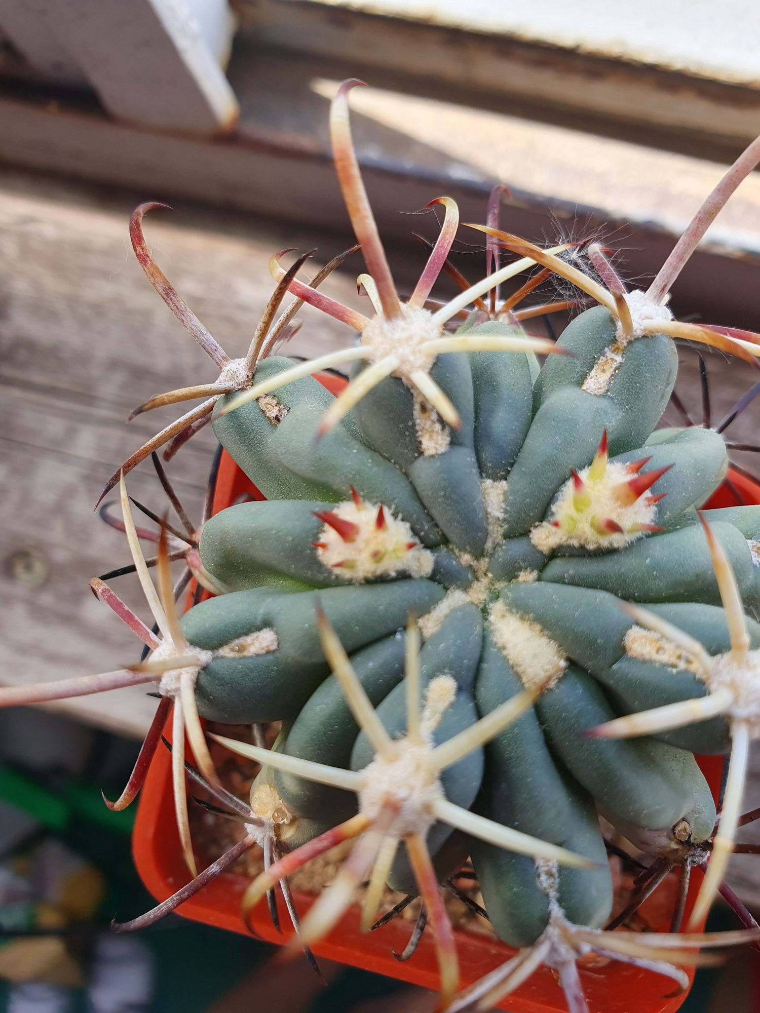 A blue-green Glandulicactus uncinatus with stout ribs, seen from above, its areoles carrying long pale hooked spines and red-tipped buds.